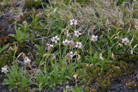 silene andicola habito